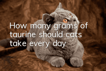 How many grams of taurine should cats take every day?