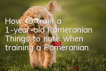 How to train a 1-year-old Pomeranian? Things to note when training a Pomeranian!