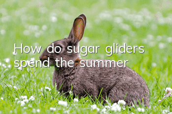 How do sugar gliders spend the summer?