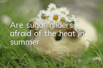 Are sugar gliders afraid of the heat in summer?