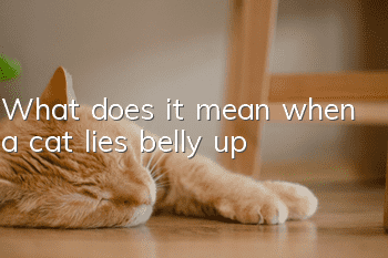 What does it mean when a cat lies belly up?