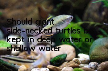 Should giant side-necked turtles be kept in deep water or shallow water?