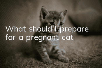 What should I prepare for a pregnant cat?