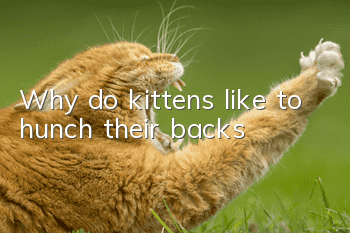 Why do kittens like to hunch their backs?