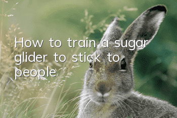 How to train a sugar glider to stick to people
