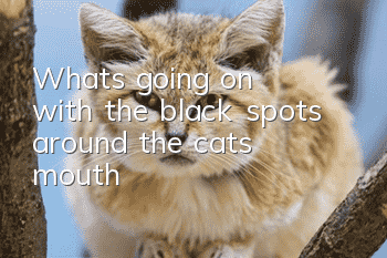 What's going on with the black spots around the cat's mouth?