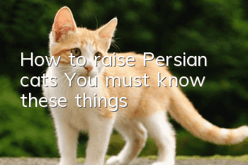 How to raise Persian cats? You must know these things!