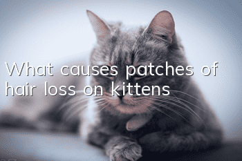 What causes patches of hair loss on kittens?