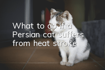 What to do if a Persian cat suffers from heat stroke