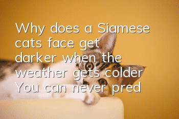 Why does a Siamese cat’s face get darker when the weather gets colder? You can never predict the appearance of a Siamese cat!