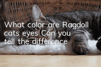 What color are Ragdoll cats’ eyes? Can you tell the difference?