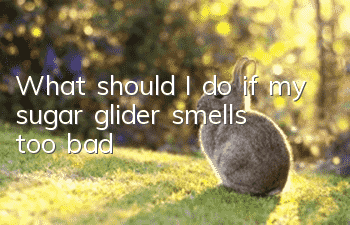 What should I do if my sugar glider smells too bad?
