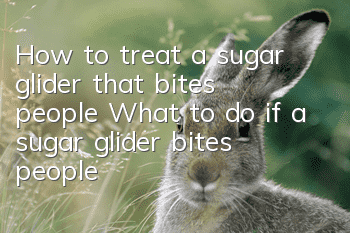 How to treat a sugar glider that bites people What to do if a sugar glider bites people
