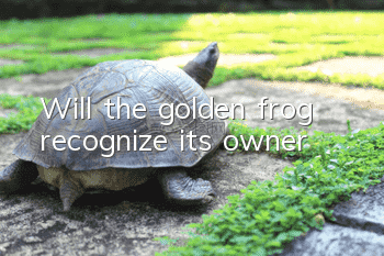Will the golden frog recognize its owner?