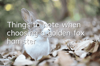 Things to note when choosing a golden fox hamster