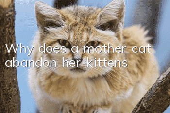 Why does a mother cat abandon her kittens?