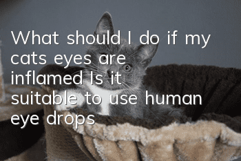 What should I do if my cat’s eyes are inflamed? Is it suitable to use human eye drops?