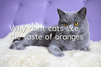 Why don’t cats like the taste of oranges?