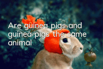 Are guinea pigs and guinea pigs the same animal?