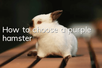How to choose a purple hamster