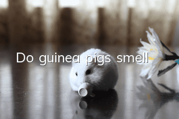 Do guinea pigs smell?