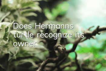 Does Hermann's turtle recognize its owner?
