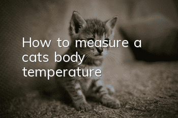 How to measure a cat’s body temperature