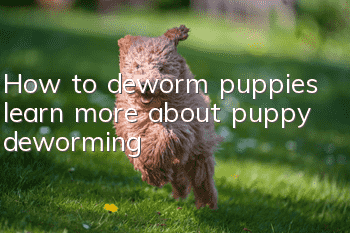How to deworm puppies, learn more about puppy deworming!