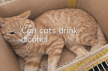 Can cats drink alcohol?