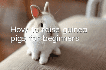 How to raise guinea pigs for beginners