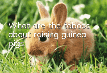 What are the taboos about raising guinea pigs?