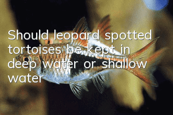 Should leopard spotted tortoises be kept in deep water or shallow water?