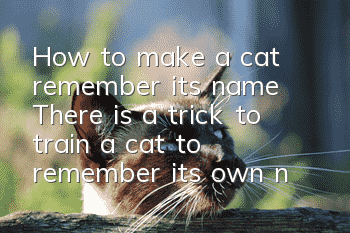 How to make a cat remember its name? There is a trick to train a cat to remember its own name!
