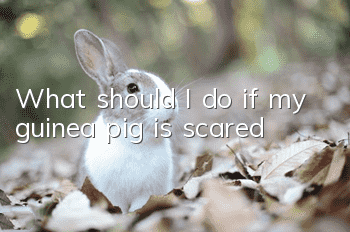 What should I do if my guinea pig is scared?