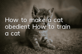 How to make a cat obedient? How to train a cat!