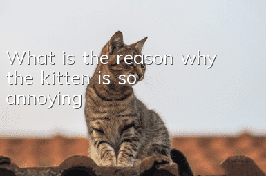 What is the reason why the kitten is so annoying?