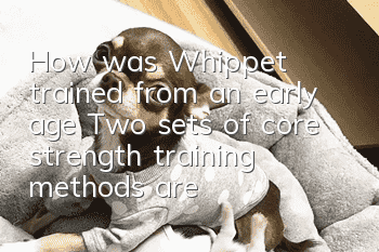 How was Whippet trained from an early age? Two sets of core strength training methods are shared with you!