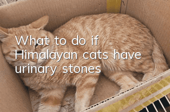 What to do if Himalayan cats have urinary stones