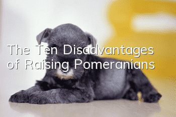 The Ten Disadvantages of Raising Pomeranians