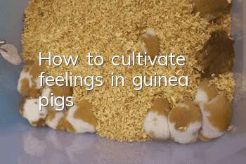 How to cultivate feelings in guinea pigs