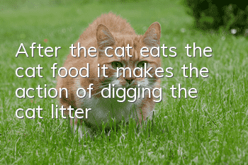 After the cat eats the cat food, it makes the action of digging the cat litter