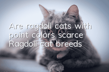 Are ragdoll cats with point colors scarce? Ragdoll cat breeds!