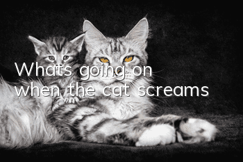 What's going on when the cat screams?