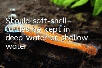 Should soft-shell turtles be kept in deep water or shallow water?