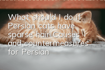 What should I do if Persian cats have sparse hair? Causes and countermeasures for Persian cats losing hair!