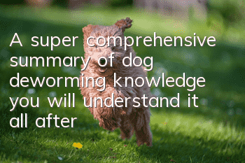 A super comprehensive summary of dog deworming knowledge, you will understand it all after reading this article!