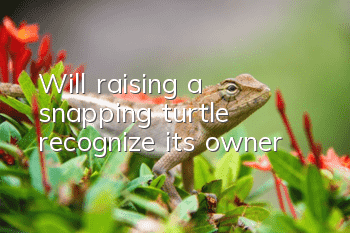Will raising a snapping turtle recognize its owner?