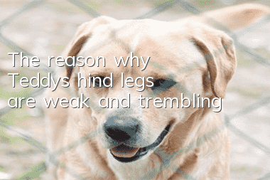 The reason why Teddy’s hind legs are weak and trembling