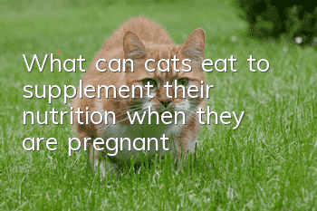 What can cats eat to supplement their nutrition when they are pregnant?