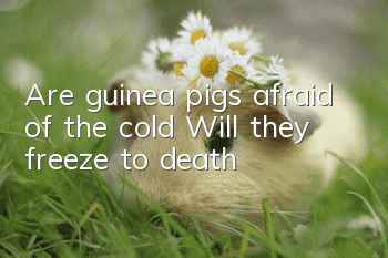 Are guinea pigs afraid of the cold? Will they freeze to death?